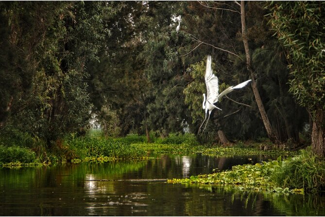 3 Hours of Kayaking at the Ancient Canals of Xochimilco - Meeting at Trajineras Xochimilco (Embarcadero Cuemanco): what to expect