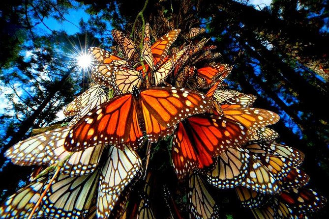 7 Day-Monarch Butterfly Ecofriendly Tour in Mexico - Key highlights worth planning for