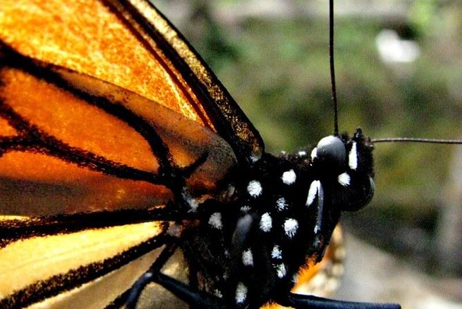7 Day-Monarch Butterfly Ecofriendly Tour in Mexico - Day 1 in Mexico City: airport arrival, a briefing, then sleep mode