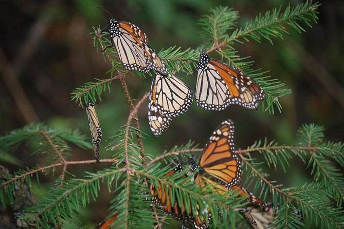 7 Day-Monarch Butterfly Ecofriendly Tour in Mexico - Piedra Herrada Sanctuary: the wilder, horse-assisted side