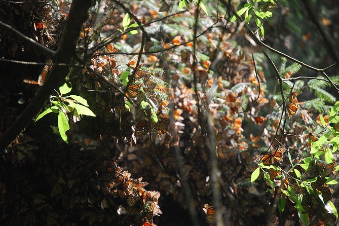 7 Day-Monarch Butterfly Ecofriendly Tour in Mexico - Valle de Bravo free day at La Pila Seca: lake time on your terms
