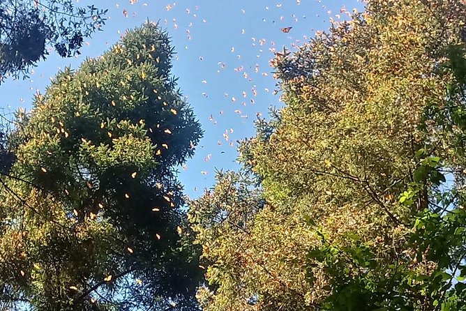 7 Day-Monarch Butterfly Ecofriendly Tour in Mexico - Back to Mexico City: Cathedral, a soft landing, then fly out
