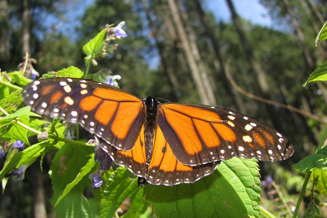 7 Day-Monarch Butterfly Ecofriendly Tour in Mexico - Guide quality and small-group size: why it feels smoother than DIY