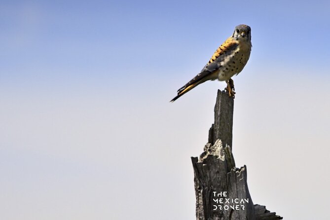 Ajusco Sunrise Hike with Drone photos-highest sunrise in CDMX - Who Should Book This Ajusco Sunrise Hike?
