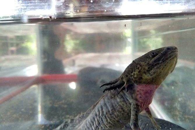 Axolotl Tour from CDMX - Tepotzotlan by 8:00 am: the day-trip setup that matters