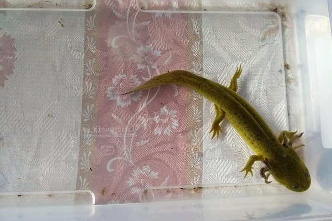 Axolotl Tour from CDMX - Entering the axolotl conservation space in Tepotzotlan
