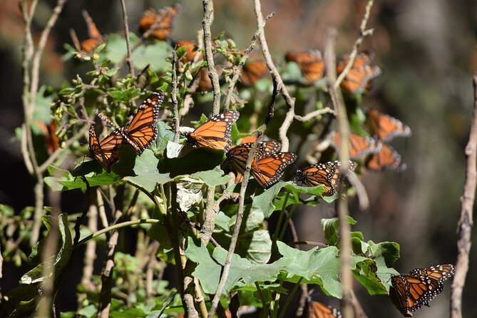 Butterfly Monarch Tour from Mexico City - Sierra Chincua monarchs: why this day trip feels worth the long drive