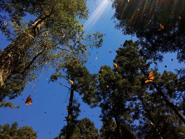 Butterfly Monarch Tour from Mexico City - The Mexico City logistics: 12 hours on the clock (and why it matters)