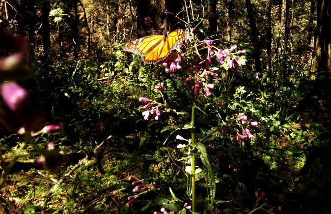 Butterfly Monarch Tour from Mexico City - Guides like Marta and Alonso: what you gain beyond the butterflies