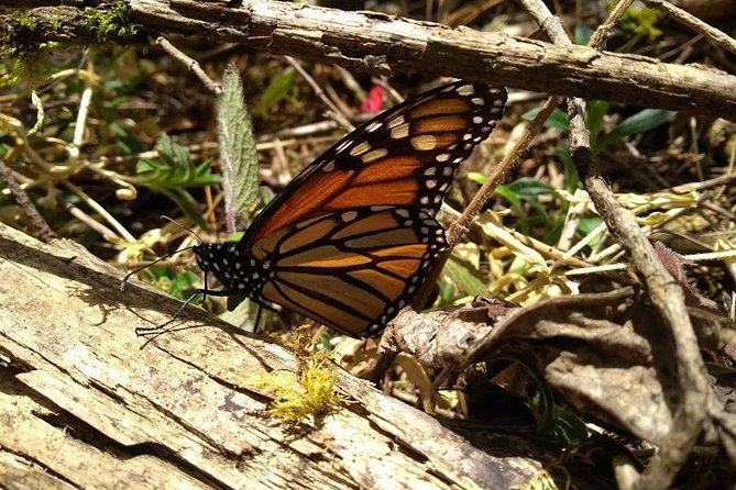Butterfly Monarch Tour from Mexico City - Pickup in Polanco and Reforma, plus where to meet if you are outside the zone