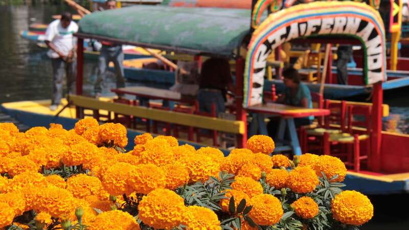 Discover Xochimilco and Coyoacán: Tradition, Music, Culture - Coyoacán Guided Walk, Cobblestones, Plazas, and Churches