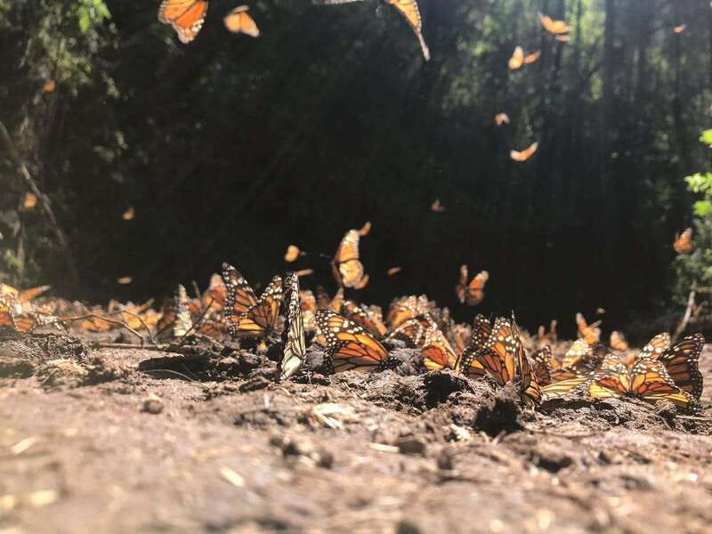 From Mexico City: 7-Day Monarch Butterfly Tour - Lodging, Meals, and What the Tour Really Includes