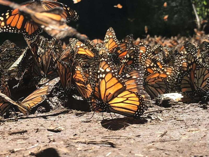 From Mexico City: 7-Day Monarch Butterfly Tour - Day 4: Capulin Sanctuary and Los Tres Gobernadores Viewing