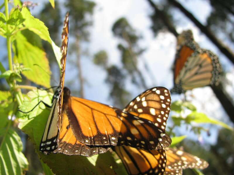 From Mexico City: 7-Day Monarch Butterfly Tour - Day 5: Valle de Bravo Free Day, Lake Time Without the Hurry