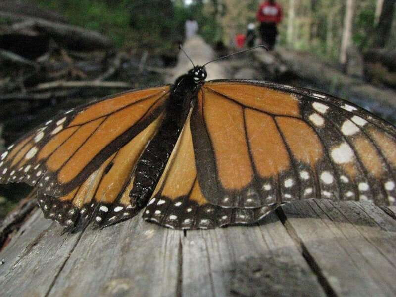 From Mexico City: 7-Day Monarch Butterfly Tour - Day 7: Airport Transfer and Departure Day