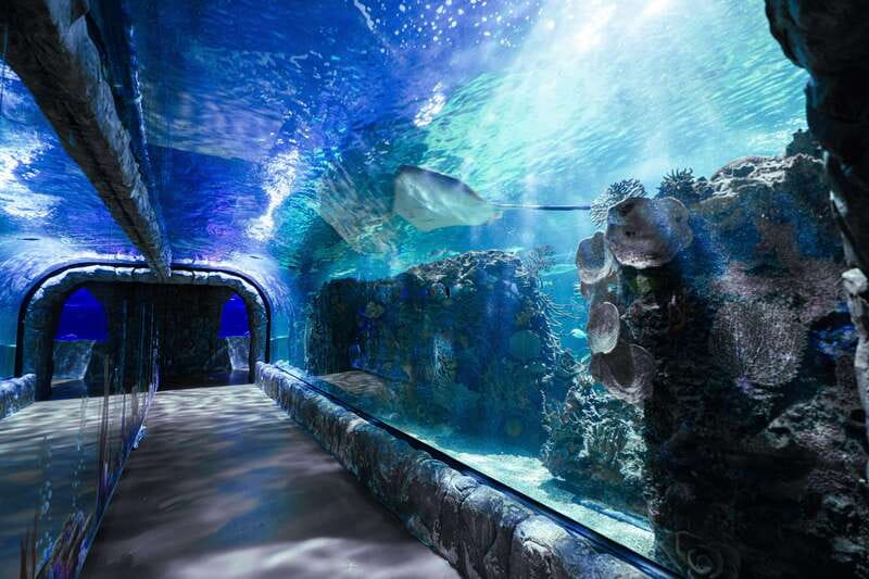 Inbursa Aquarium Entry Ticket with VR Option - Wandering the Aquarium Rooms: Sharks, Seahorses, and Turtles Up Close