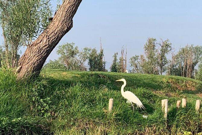 Kayak tour in Xochimilco - Wildlife, Local Life, and Photo Moments That Actually Feel Peaceful