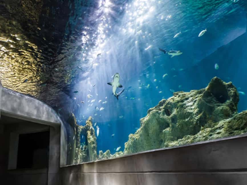 Mexico City: Entry Ticket to Acuario Michin - Key Things I’d Prioritize