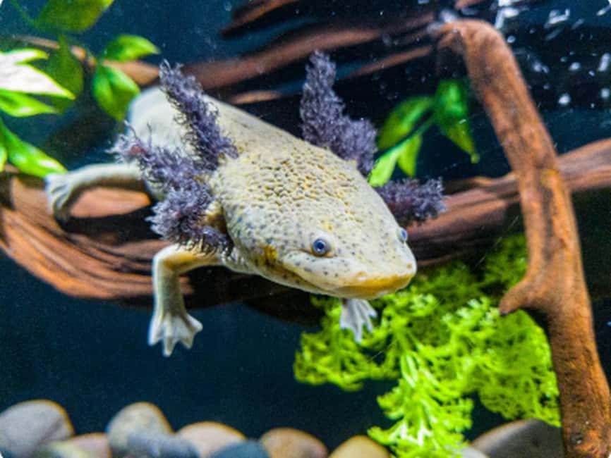 Mexico City: Entry Ticket to Acuario Michin - Acuario Michin at Parque Tepeyac, Start Smart