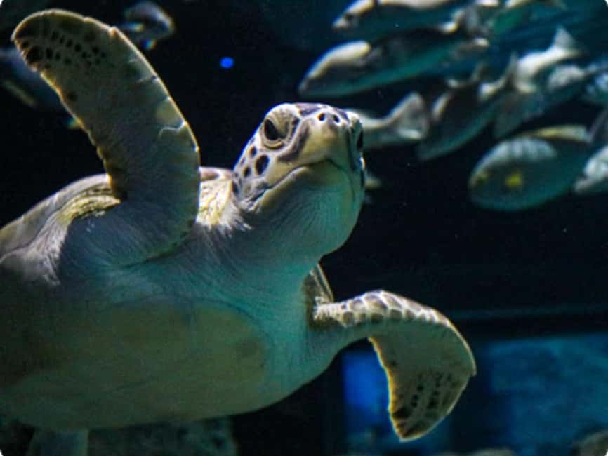 Mexico City: Entry Ticket to Acuario Michin - Your 1-Day Flow: How to Plan a Smooth Visit