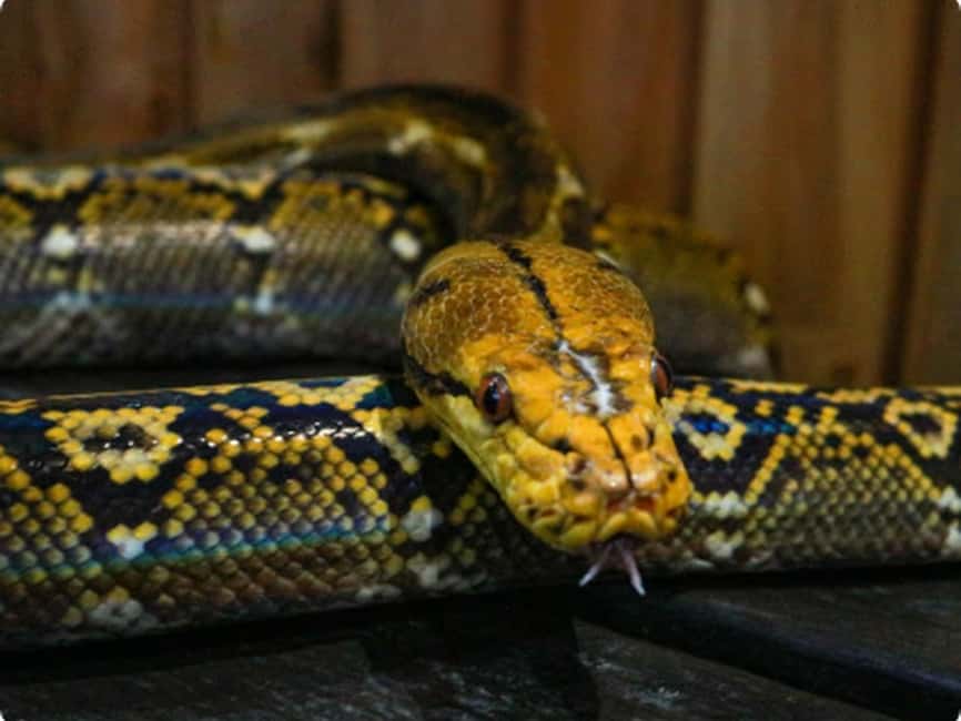 Mexico City: Entry Ticket to Acuario Michin - Interactive Displays: Sustainability and Research You Can Actually Follow