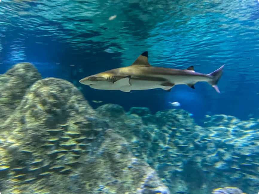 Mexico City: Entry Ticket to Acuario Michin - Kids Can Have Fun Too, but Know the Activity Rules