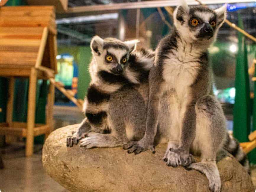 Mexico City: Entry Ticket to Acuario Michin - Tickets and Value: What You Really Get for $22