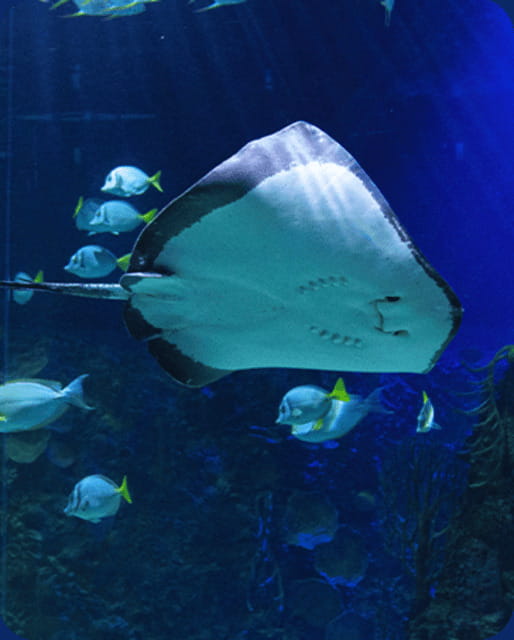 Mexico City: Fast Pass Ticket to Acuarium Inbursa - Your visit flow, from express security to first animals