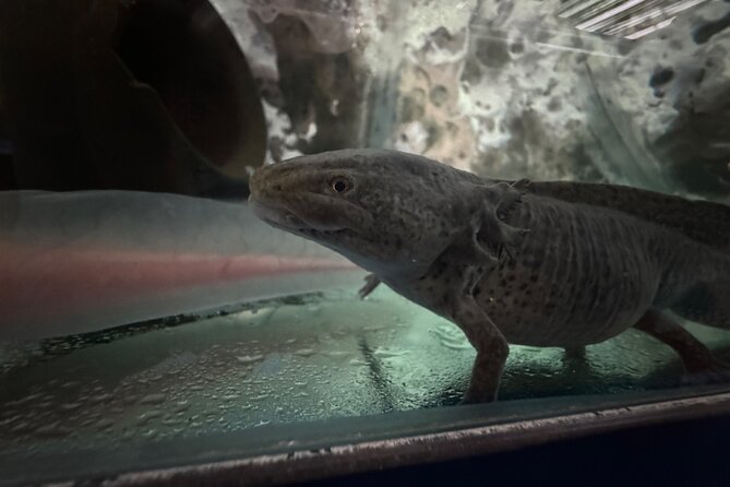 Mexico City Get to know Xochimilco and the axolotl sanctuary - Stop 1: Parque Ecologico Xochimilco for canal beauty and calm
