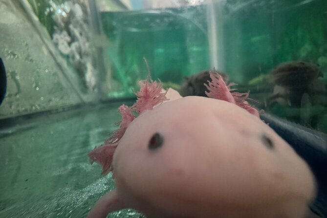 Mexico City Get to know Xochimilco and the axolotl sanctuary - Alan’s guiding style, and how it changes the day