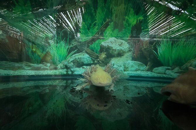 Mexico City Get to know Xochimilco and the axolotl sanctuary - Boat captain Adrian and the feel of the ride