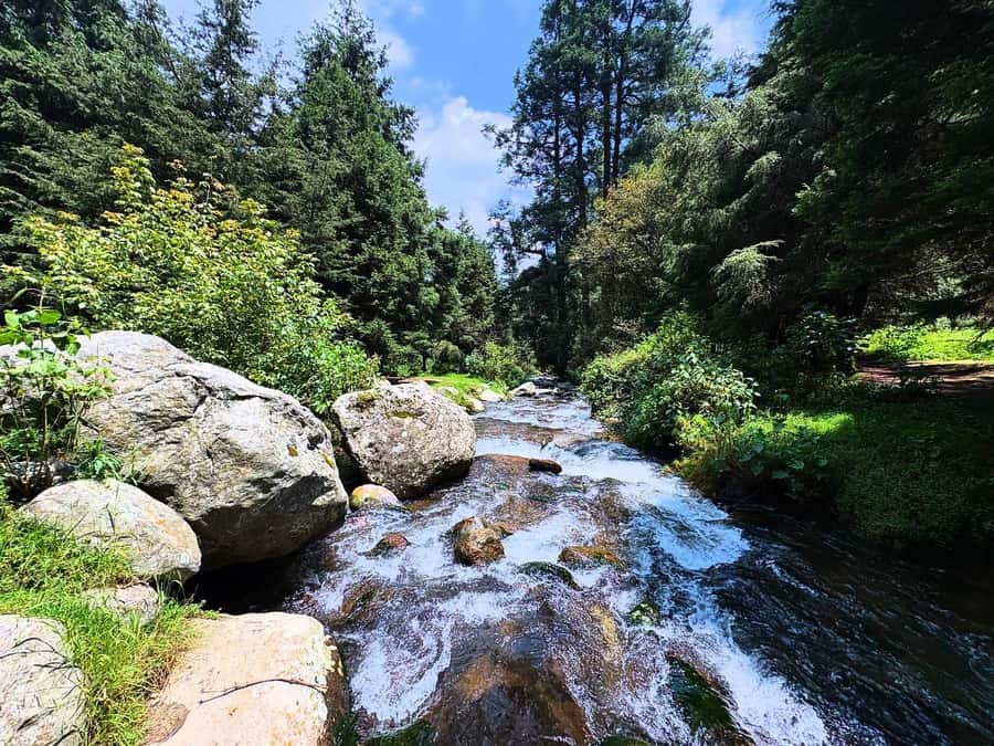 Mexico City: Guided Hike in the Dinamos Forest - From Condesa to Dinamos: Getting There Without Stress
