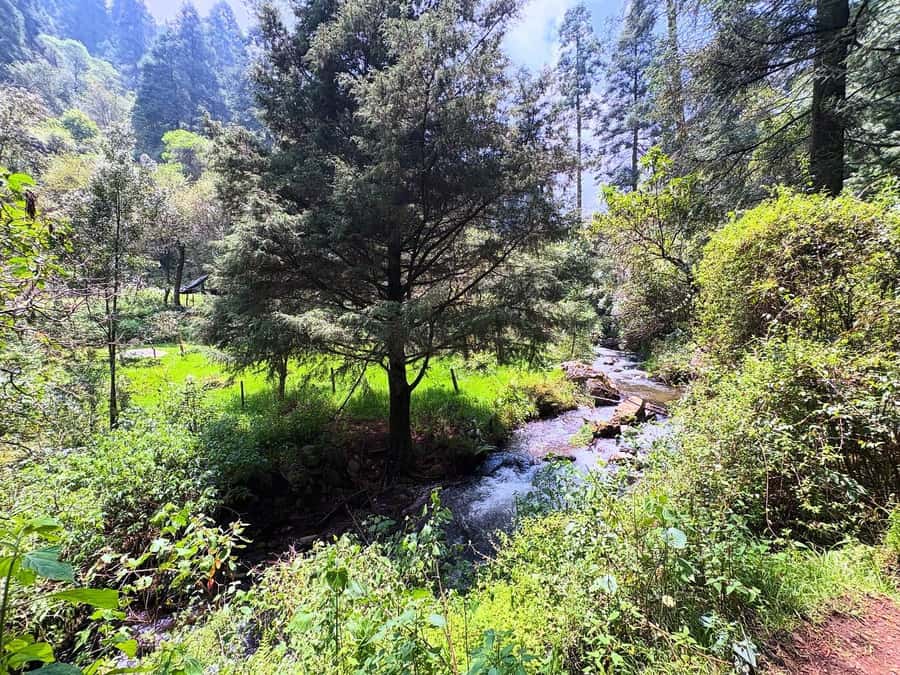 Mexico City: Guided Hike in the Dinamos Forest - The Big Idea: Water, Power, and the River Under Mexico City