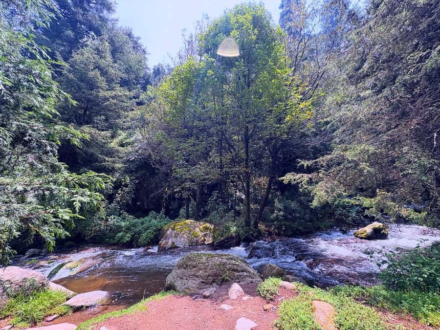 Mexico City: Guided Hike in the Dinamos Forest - Oyamel Trees and That Famous Geological Detail