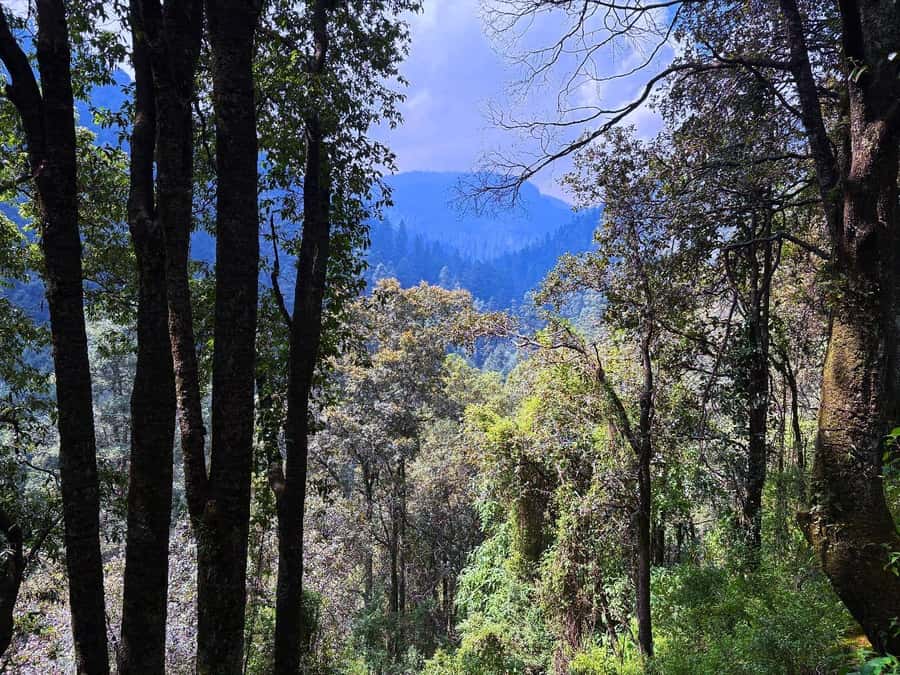 Mexico City: Guided Hike in the Dinamos Forest - Snacks, Timing, and How to Dress for Dinamos