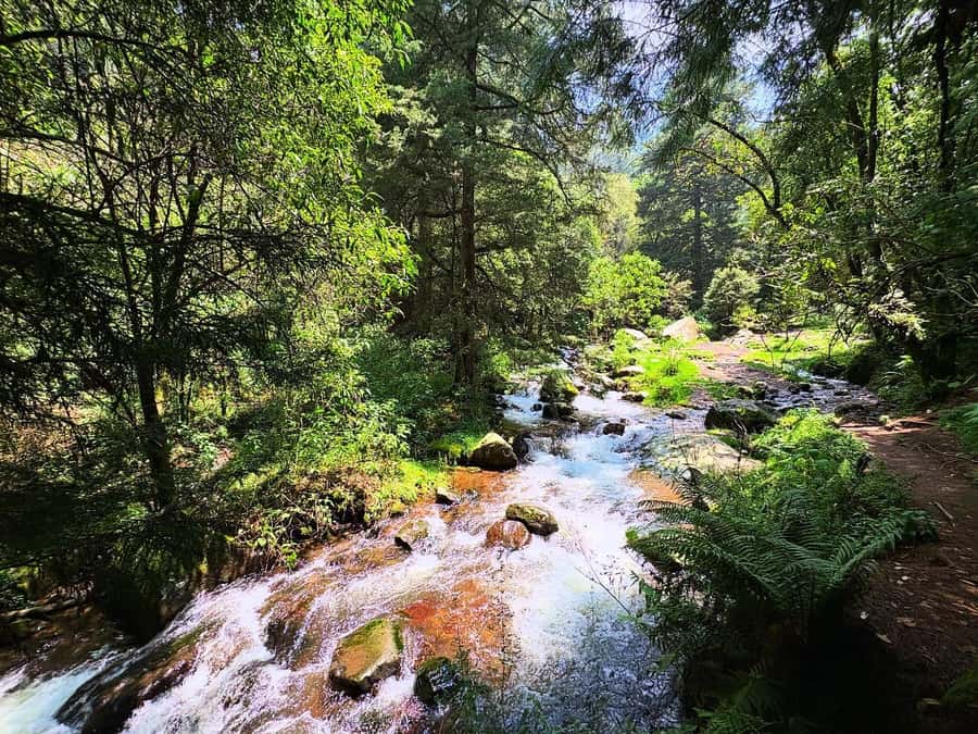 Mexico City: Guided Hike in the Dinamos Forest - Price and Value: Is $105 Worth It?