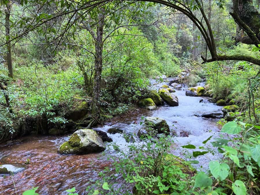 Mexico City: Guided Hike in the Dinamos Forest - Who Should Book This and Who Might Skip It?