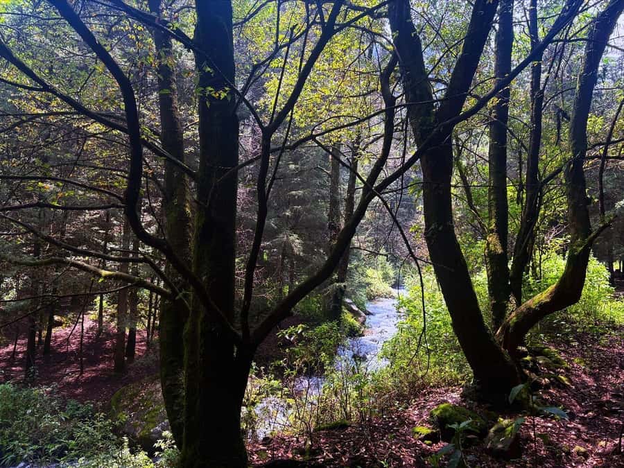 Mexico City: Guided Hike in the Dinamos Forest - Should You Book the Mexico City Dinamos Forest Hike?