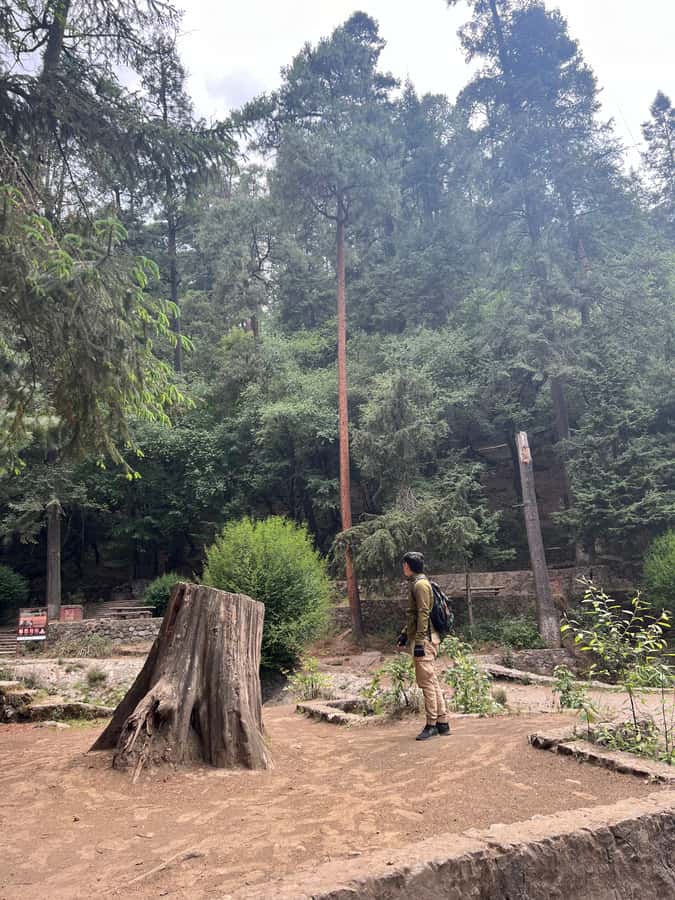Mexico city: Hiking tour to Desierto de los leones - Key points before you go