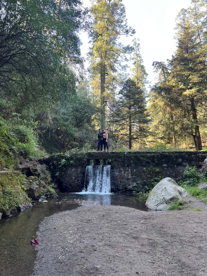 Mexico city: Hiking tour to Desierto de los leones - A forest hike that starts with city pickup