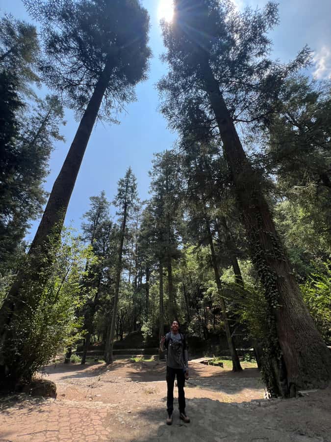 Mexico city: Hiking tour to Desierto de los leones - The return walk: reset your legs and take the long view