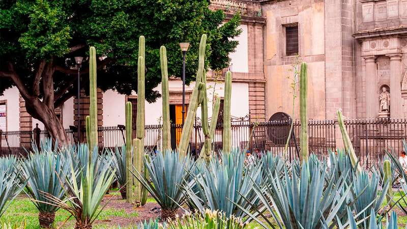 Mexico City: Historic Downtown Walking Tour - Mexican bakery sweet bread: what to expect and how to sample