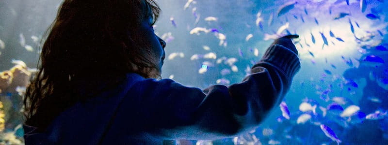 Mexico City: Inbursa Aquarium optional Round trip transfer - What You’ll See: 48 Exhibitions and 5,000+ Animals