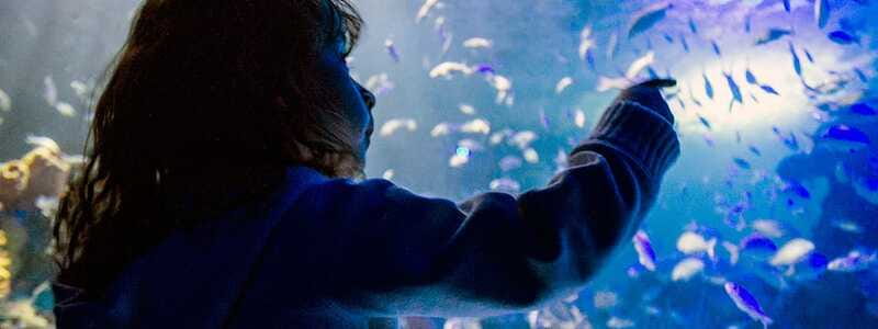Mexico City: Inbursa Aquarium optional Round trip transfer - FAQ