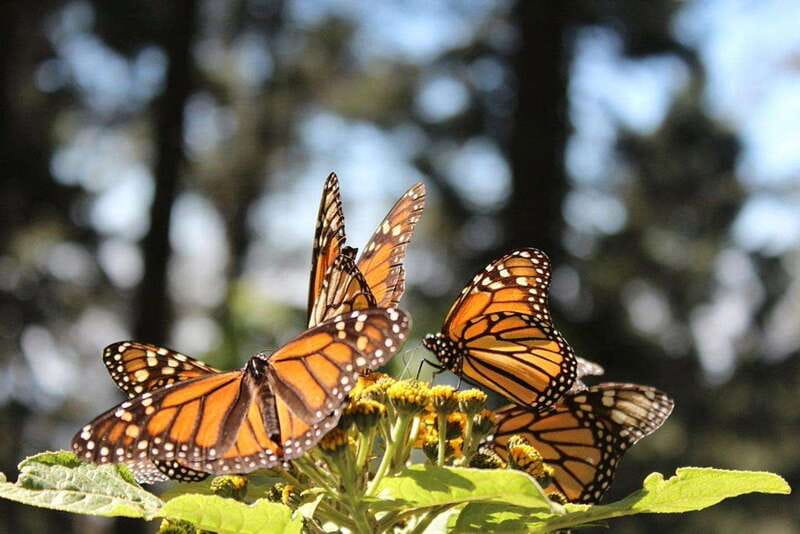 Mexico City: Monarch Butterflies, Sierra Chincua & Angangueo - The hike at 9,200 to 11,150 feet: pacing, horses, and altitude reality