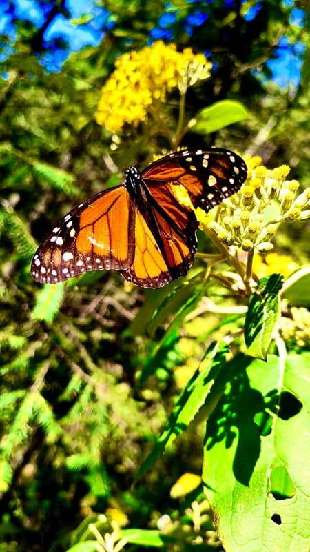 Mexico City: Monarch Butterfly Sanctuary Day Tour - Key things to know before you go