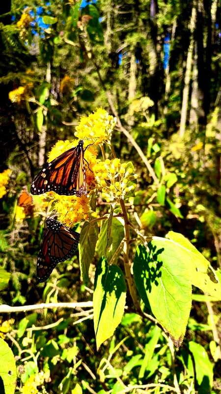 Mexico City: Monarch Butterfly Sanctuary Day Tour - Why Sierra Chincua is special, even before the butterflies