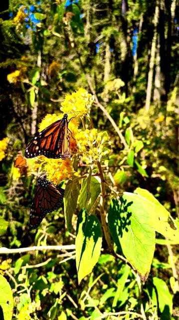 Mexico City: Monarch Butterfly Sanctuary Day Tour - Price and value: is $262 a fair deal for this day?