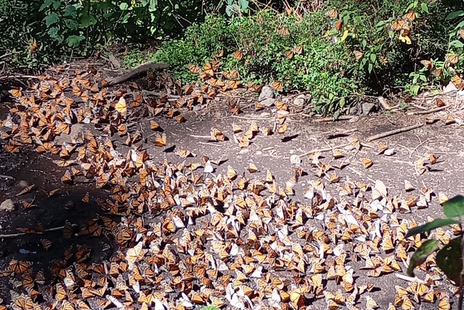 Monarch Butterflies El Rosario Preserve from Mexico City - Key Points Worth Noting Before You Go