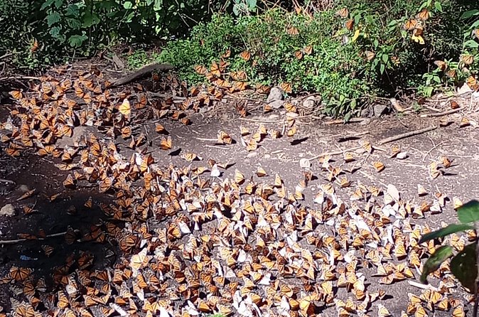 Monarch Butterflies El Rosario Preserve from Mexico City - Getting More Value: What Is Included, What You’ll Need to Cover